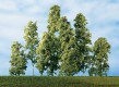 70933 Auhagen 10 deciduous trees with sea foam - green